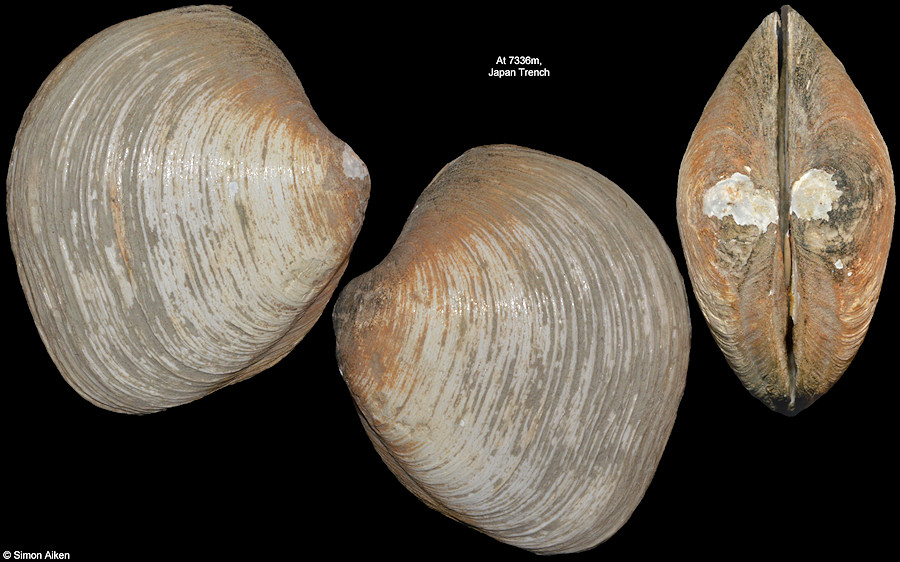 Axinulus hadalis (Okutani, Fujikura, and Kojima, 1999))