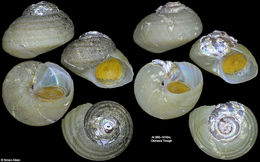 Margarites ryukyuensis Okutani, Sasaki, and Tsuchida, 2000