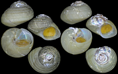 Margarites ryukyuensis Okutani, Sasaki, and Tsuchida, 2000