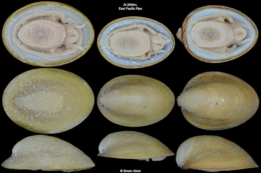 Lepetodrilus elevatus McLean, 1988