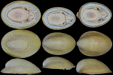 Lepetodrilus elevatus McLean, 1988