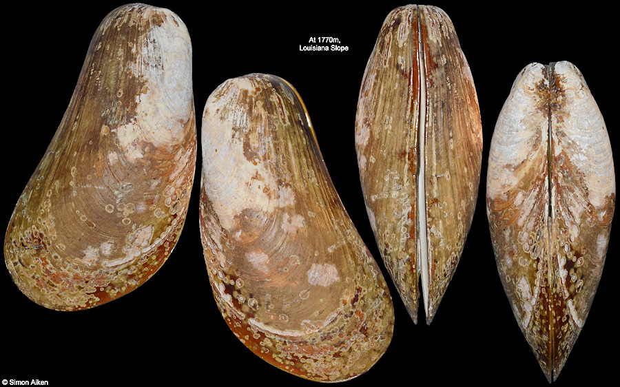 Gigantidas childressi (Gustafson, R. D. Turner, Lutz and Vrijenhoek, 1998)