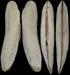 Abyssogena phaseoliformis (Mtivier, Okutani, and Ohta, 1986)