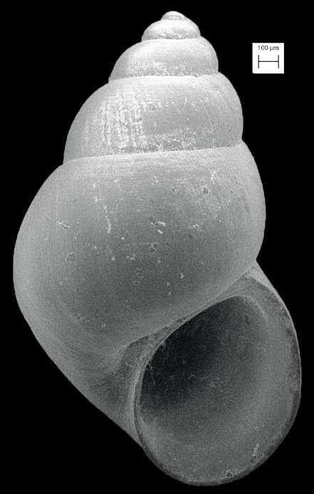 Littoridinops monroensis (Frauenfeld, 1863) Cockscomb Hydrobe