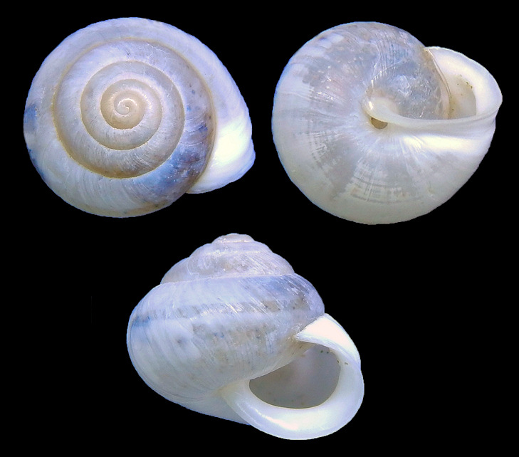 Praticolella berlandieriana (Moricand, 1833) Banded Scrubsnail