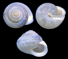 Praticolella berlandieriana (Moricand, 1833) Banded Scrubsnail