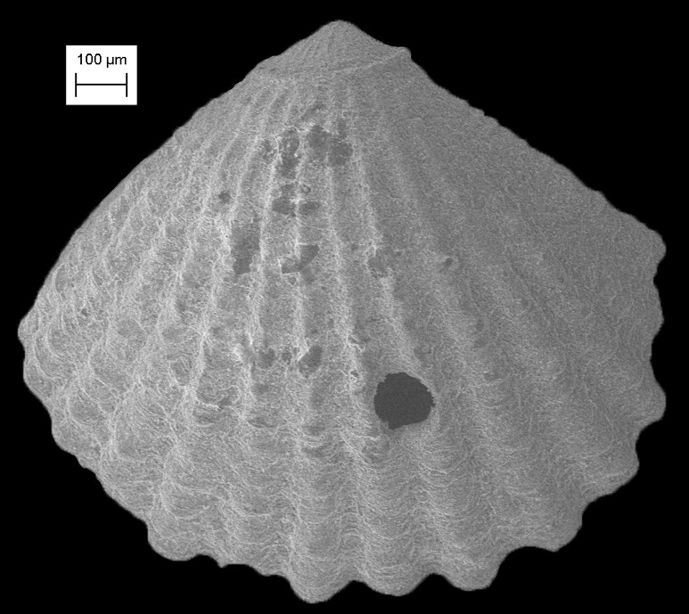 Carditopsis bernardi (Dall, 1903) Fossil