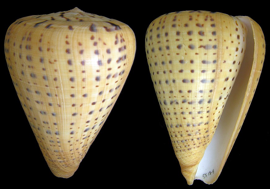 Conus betulinus Linnaeus, 1758