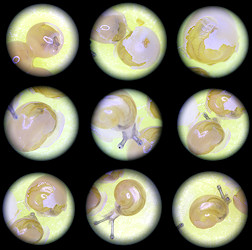 Bradybaena similaris (Frussac, 1821) Asian Tramp Snail Eggs Hatching