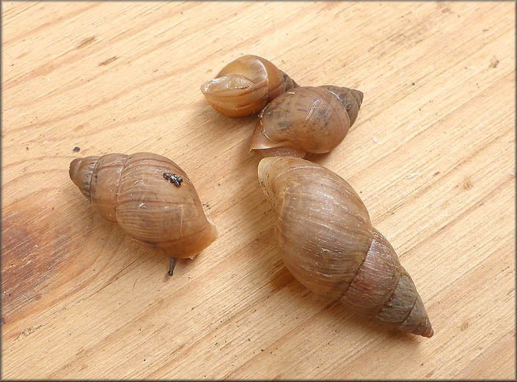 Bulimulus sporadicus Along Railroad Tracks Near Downtown Baptist Hospital On Prudential Drive