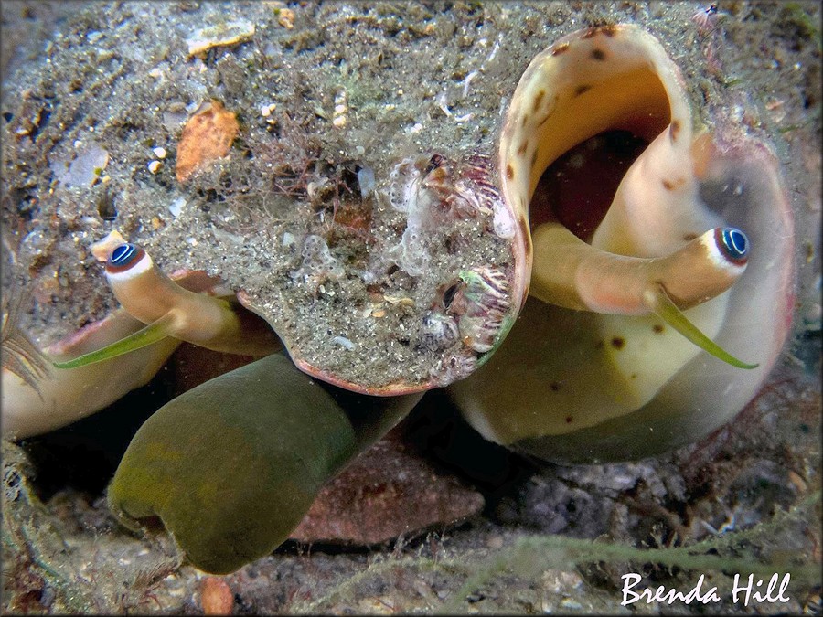 Lobatus costatus (Gmelin, 1791) Milk Conch Living Animal