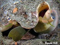 Lobatus costatus (Gmelin, 1791) Milk Conch Living Animal