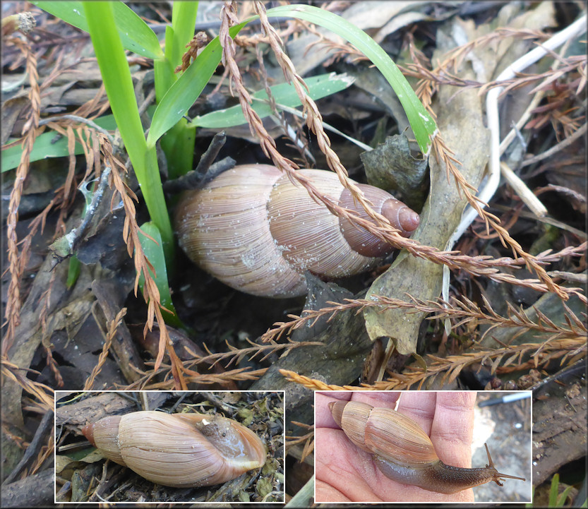 Euglandina rosea (Frussac, 1821) Rosy Wolfsnail In Situ