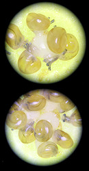 Bradybaena similaris (Frussac, 1821) Feeding On Eggs Hatching