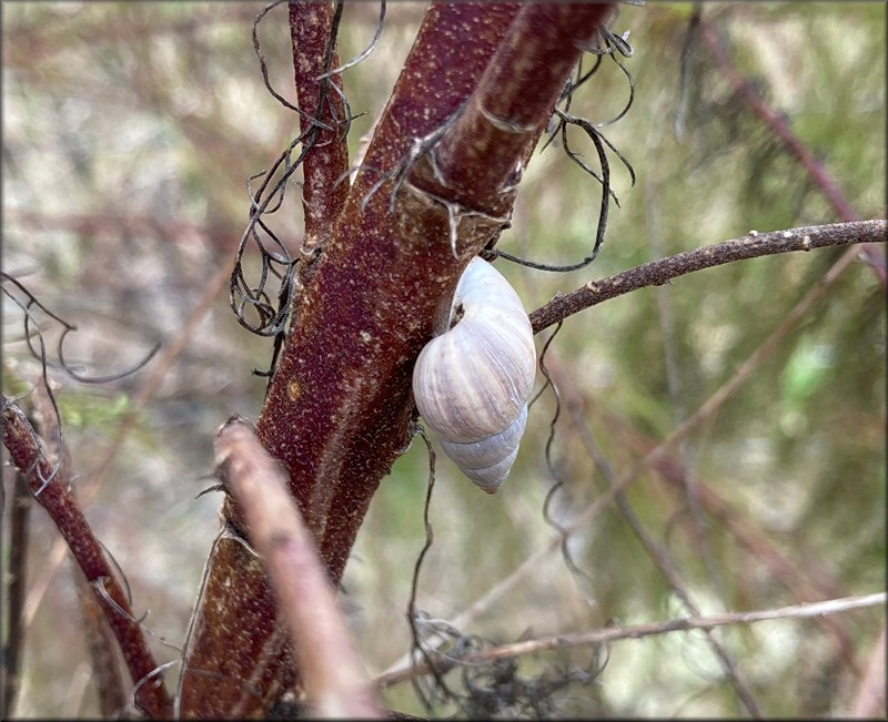 Bulimulus sporadicus On The North Side of Brightman Boulevard Near Town Center Parkway