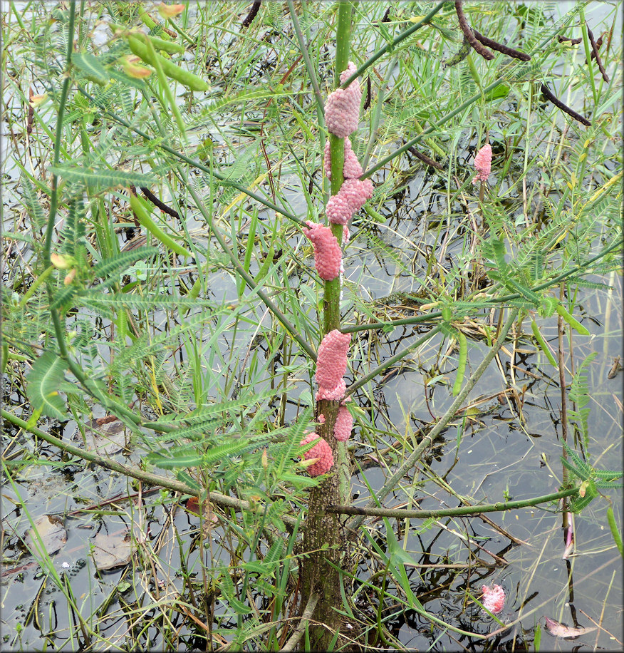 Pomacea canaliculata (Lamarck, 1822) Egg Clutches From Southwest Duval County (9/27/2015)