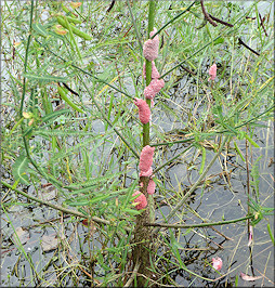 Pomacea canaliculata (Lamarck, 1822) Egg Clutches From Southwest Duval County (9/27/2015)