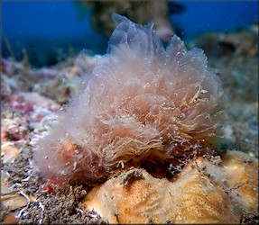 Cymatium (Gelagna) succinctum (Linn, 1771) Living Animal In Situ