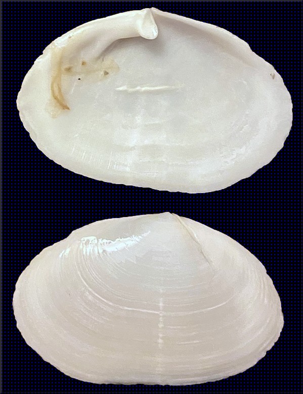 Cochlodesma leanum (Conrad, 1831) Oval Spoonclam