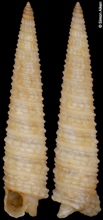 Euthymella bilix (Hinds, 1843)