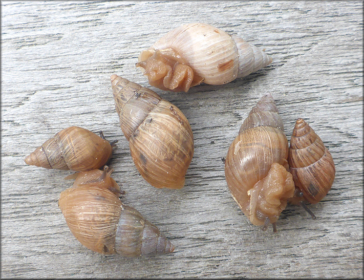 Bulimulus sporadicus From Blount Island