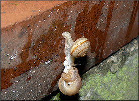 Bradybaena similaris (Frussac, 1821) Mating