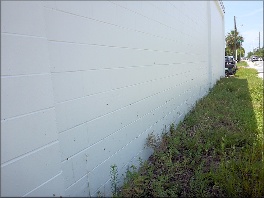 Bulimulus sporadicus Along 9th Street South In Jacksonville Beach (Near 9th Avenue South)