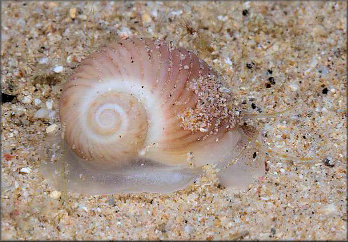 Stigmaulax sulcatus (Born, 1778) Grooved Moonsnail