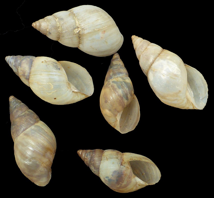  Bulimulus bonariensis (Rafinesque, 1833)