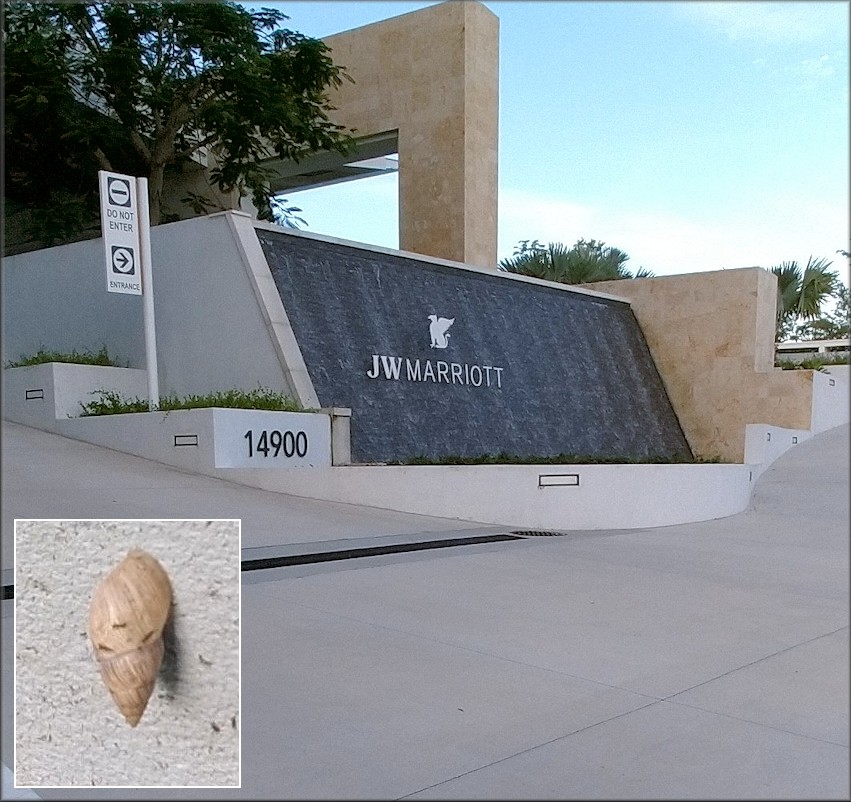 Bulimulus sporadicus At J W Marriott Resort/SPA In Orlando, Orange County, Florida