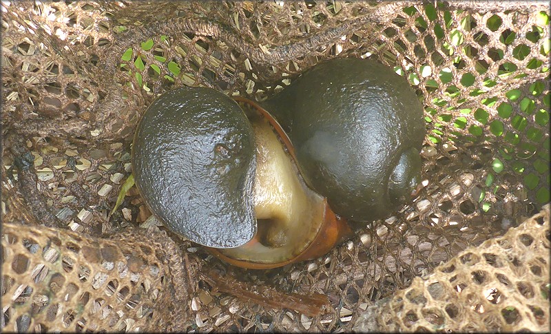 One of the four Pomacea maculata netted and examined during the 9/9/2021 pond visit