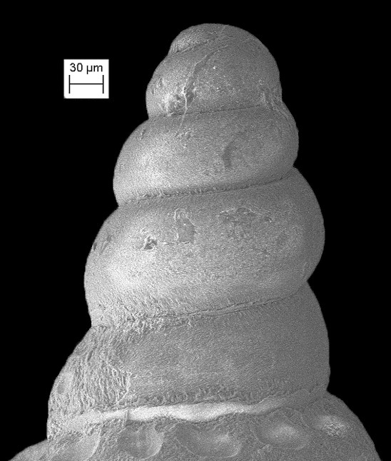 Cerithiopsis brassica Olsson and Harbison, 1953 Fossil