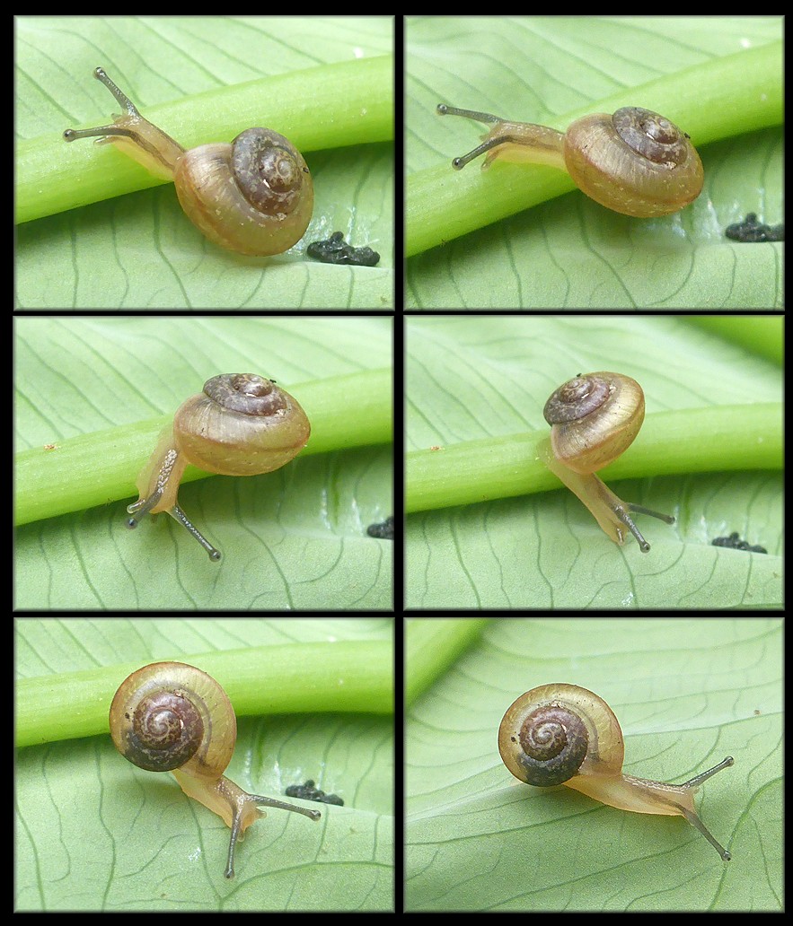 Bradybaena similaris (Frussac, 1821) Juvenile