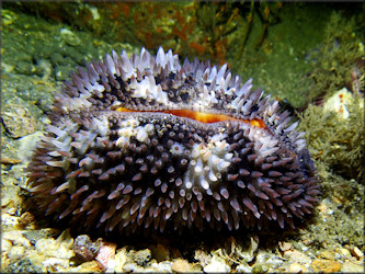 Macrocypraea cervus (Linn, 1771) Atlantic Deer Cowrie (probable)