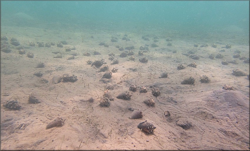 Two Strombus species in the Lake Worth Lagoon, Palm Beach Inlet, Palm Beach County, Florida