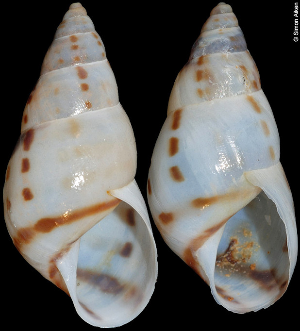 Mesembrinus ziegleri (L. Pfeiffer, 1847)