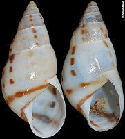 Mesembrinus ziegleri (L. Pfeiffer, 1847)