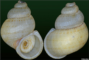 Colobostylus bronnii (C. B. Adams, 1845)