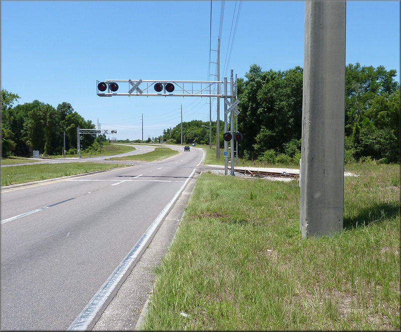 Bulimulus sporadicus Habitat At The CSX Transportation Railroad Crossing On Heckscher Drive (5/22/2015)