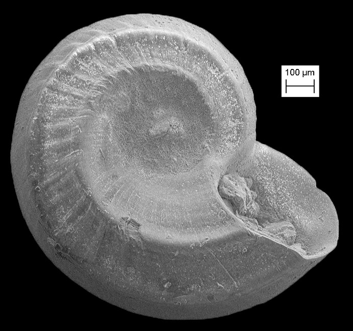 Cyclostremiscus sp. Fossil