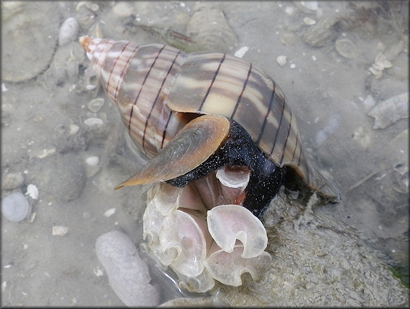 Cinctura hunteria (G. Perry, 1811) Eastern Banded Tulip Depositing Egg Capsules