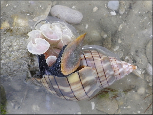 Cinctura hunteria (G. Perry, 1811) Eastern Banded Tulip Depositing Egg Capsules