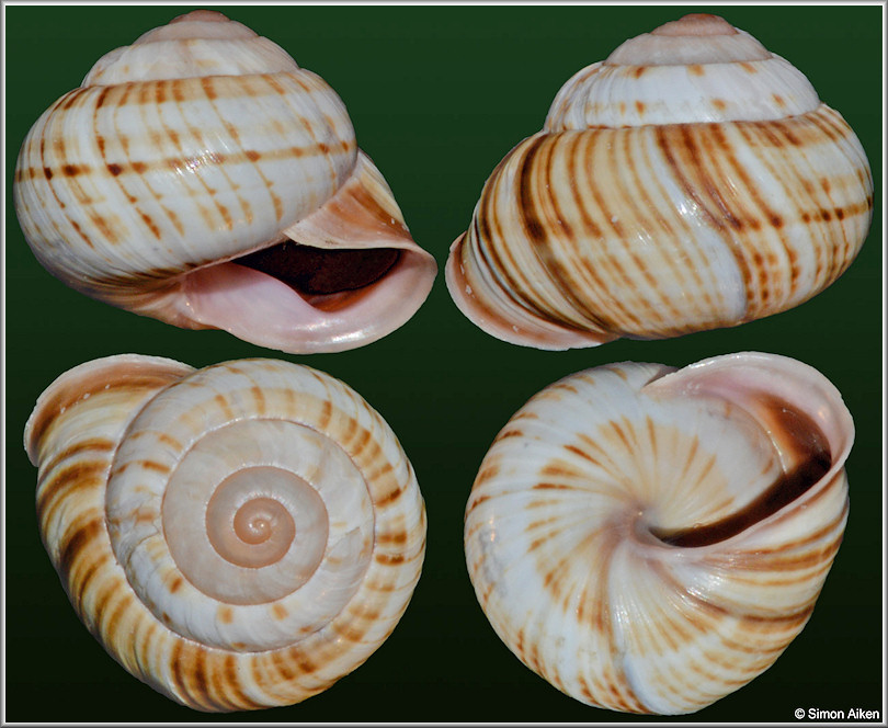 Coryda alauda weeksiana (Blanes, 1892)