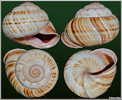 Coryda alauda weeksiana (Blanes, 1892)