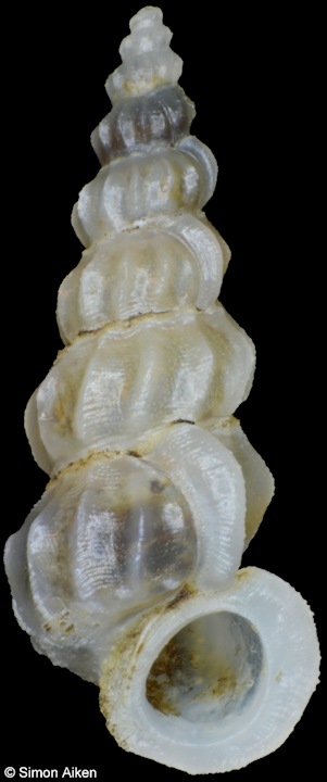 Opalia burchorum DuShane, 1988