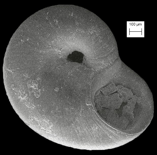 Teinostoma bushi (Olsson, 1916) Fossil