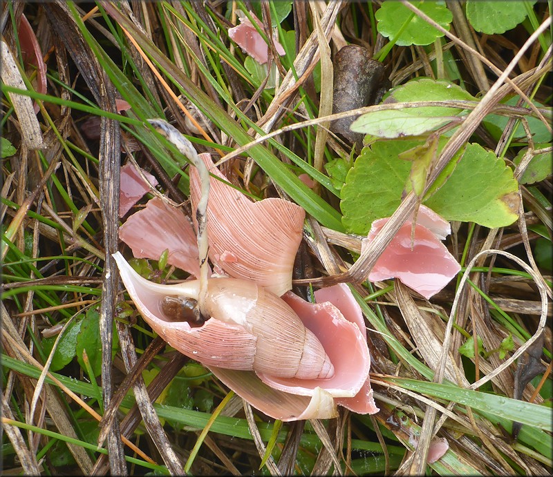 Euglandina rosea (Frussac, 1821) Predator Damage