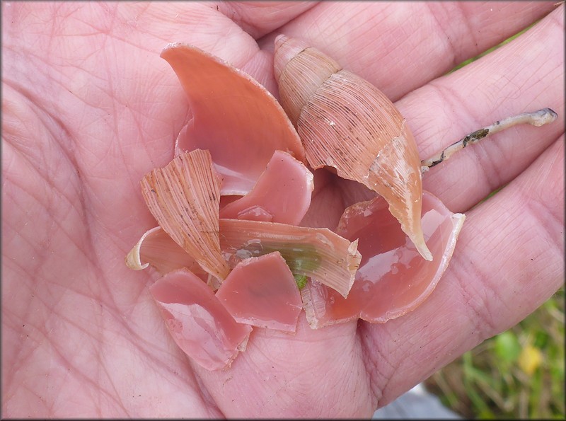 Euglandina rosea (Frussac, 1821) Predator Damage