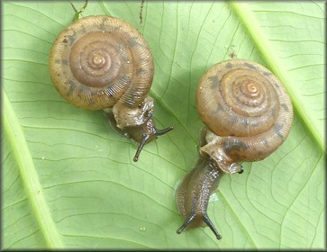 Daedalochila auriculata (Say, 1818) Ocala Liptooth