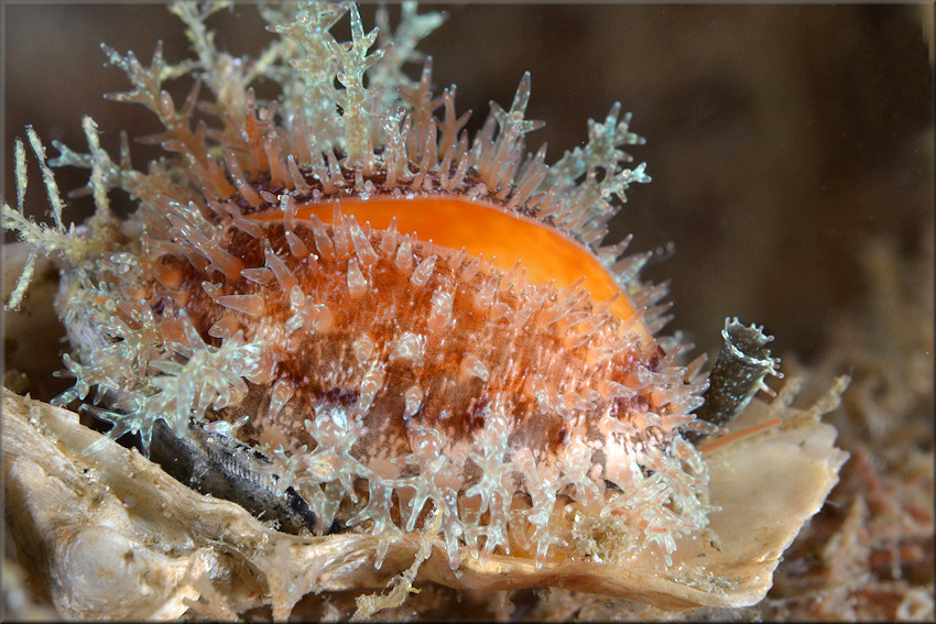 Erosaria acicularis (Gmelin, 1791) Atlantic Yellow Cowrie